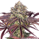 Granddaddy Purple | PHOTOFEM | Barneys Farm - Freigestellt 2026-05-31