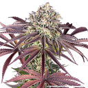 Granddaddy Purple | PHOTOFEM | Barneys Farm - Freigestellt 2026-05-31