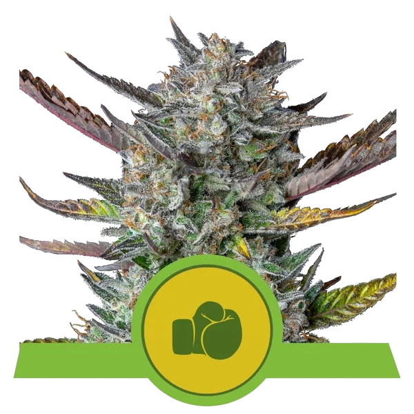 Purple Punch | AUTOFEM | Royal Queen Seeds