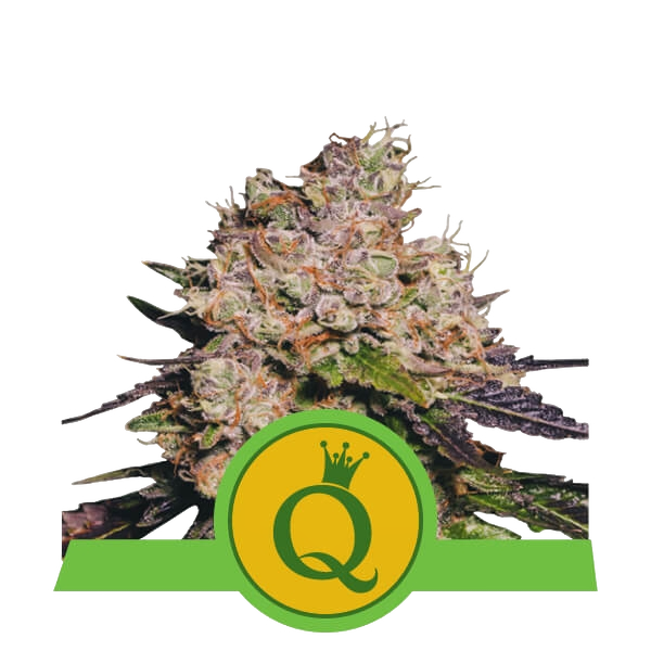 Purple Queen | AUTOFEM | Royal Queen Seeds