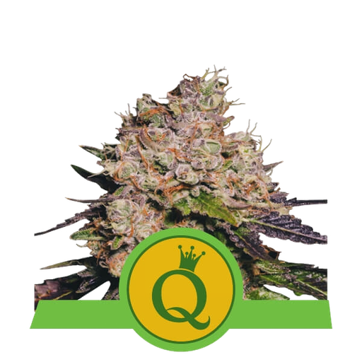 Purple Queen | AUTOFEM | Royal Queen Seeds