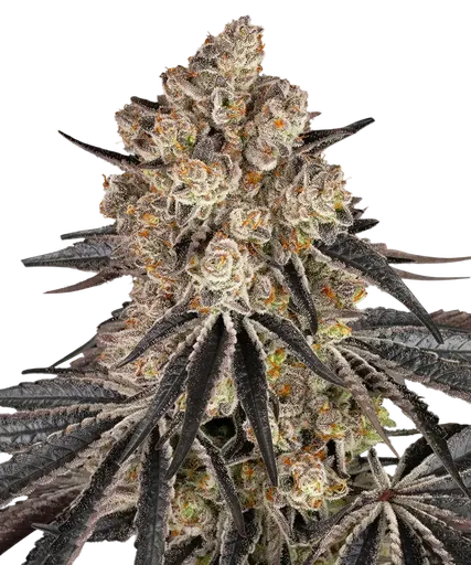 Rainbow Sherbet | PHOTOFEM | Barneys Farm