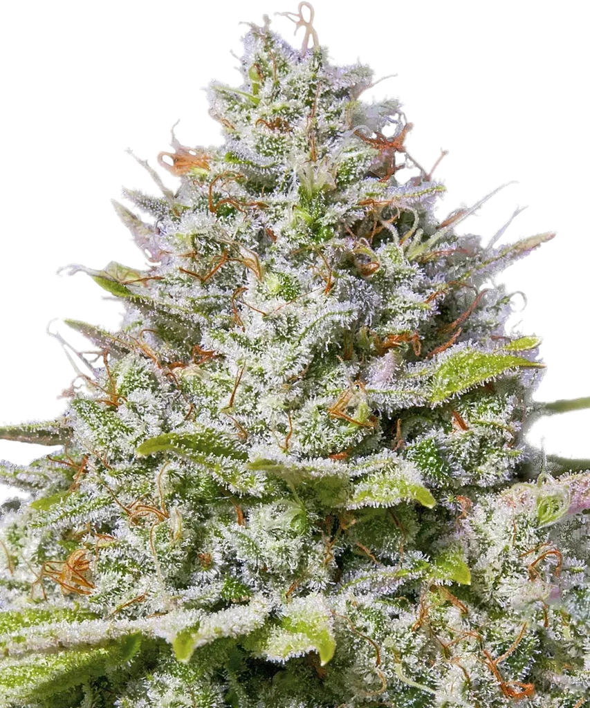 Blue Gelato 41 | PHOTOFEM | Barneys Farm