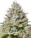Blue Gelato 41 | PHOTOFEM | Barneys Farm