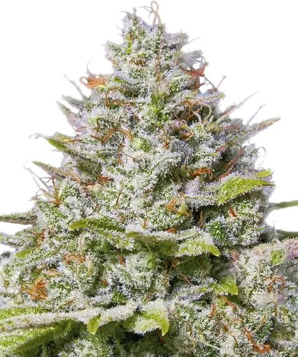 Blue Gelato 41 | PHOTOFEM | Barneys Farm