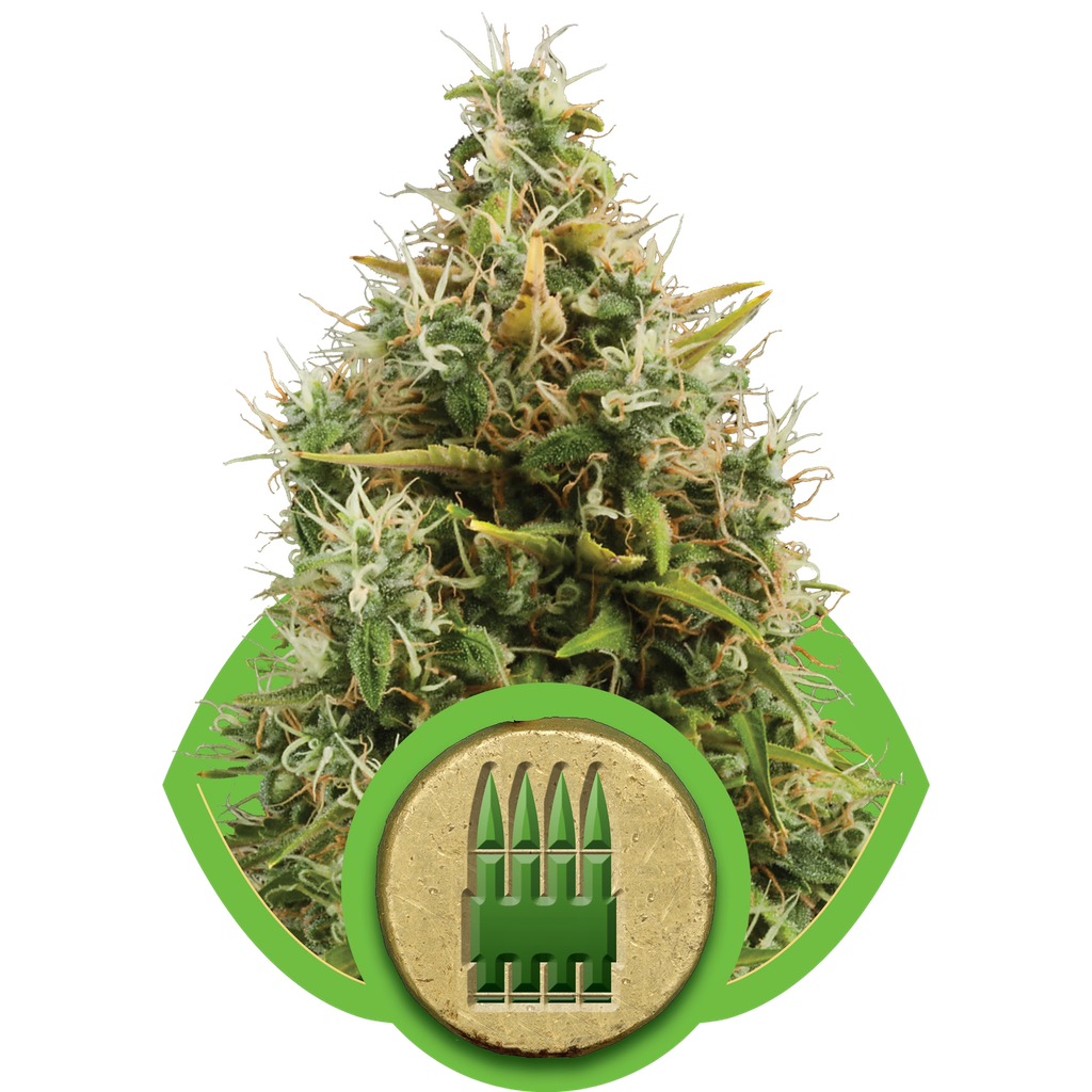 Royal AK | AUTOFEM | Royal Queen Seeds