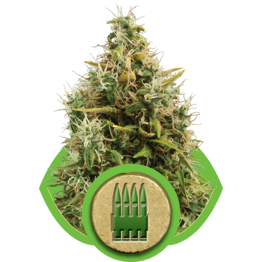 Royal AK | AUTOFEM | Royal Queen Seeds