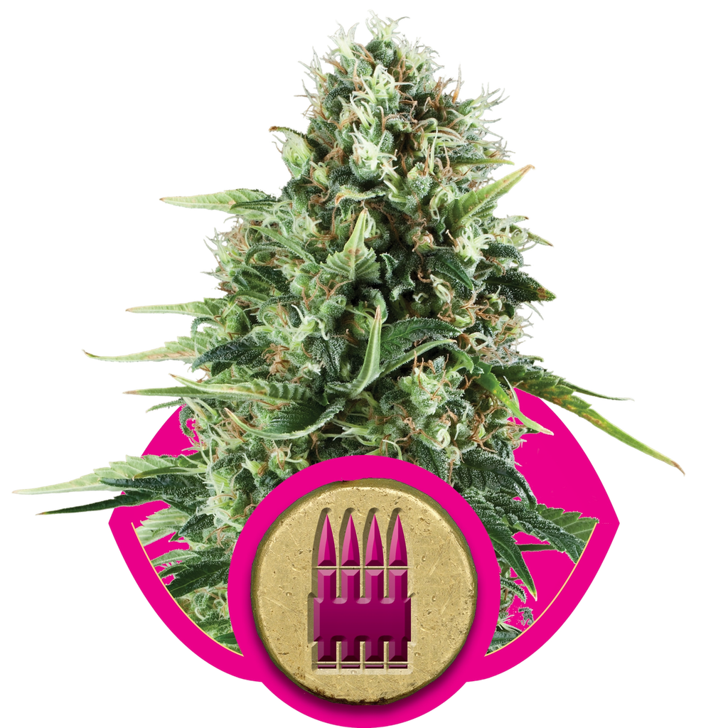 Royal AK | PHOTOFEM | Royal Queen Seeds