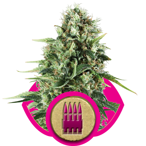 Royal AK | PHOTOFEM | Royal Queen Seeds