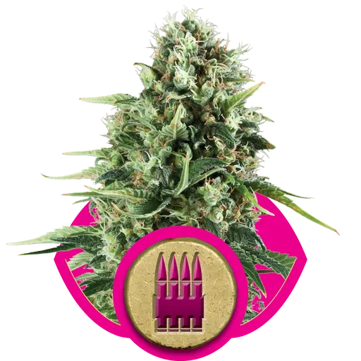 Royal AK | PHOTOFEM | Royal Queen Seeds