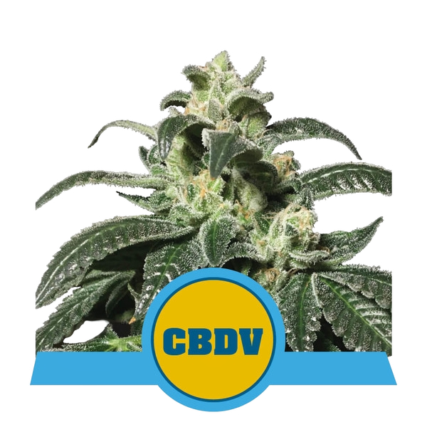 Royal CBDV | AUTOFEM | Royal Queen Seeds