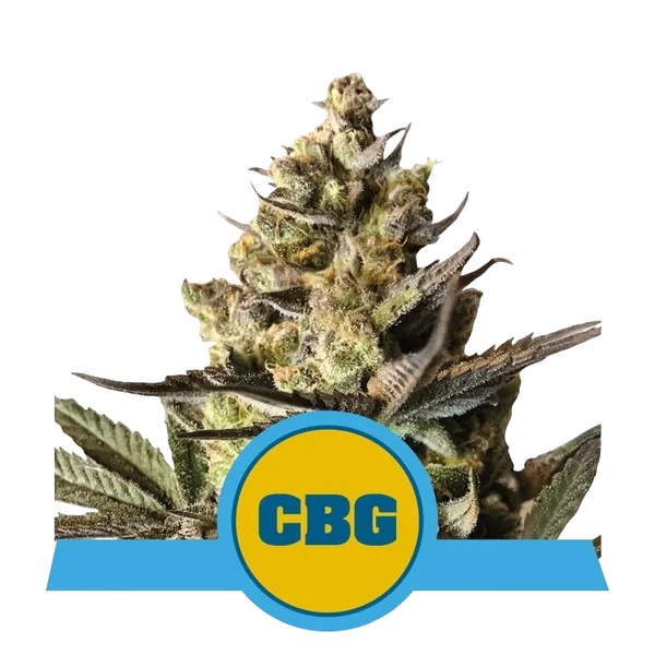 Royal CBG | AUTOFEM | Royal Queen Seeds