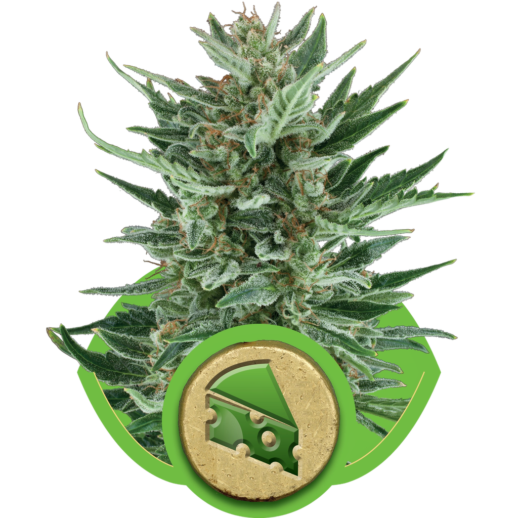 Royal Cheese | AUTOFEM | Royal Queen Seeds