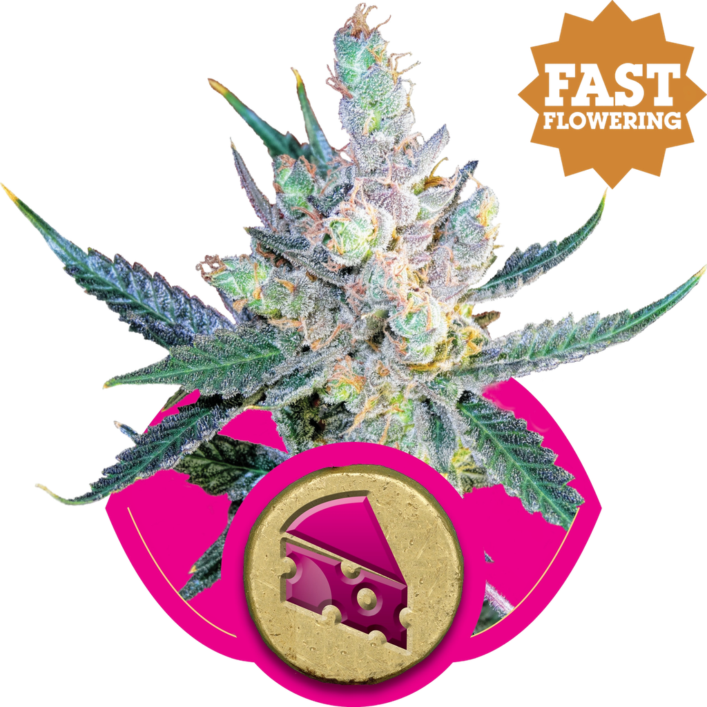 Royal Cheese FAST Version | PHOTOFEM | Royal Queen Seeds