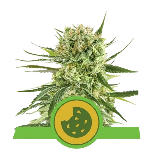 Royal Cookies Auto | AUTOFEM | Royal Queen Seeds