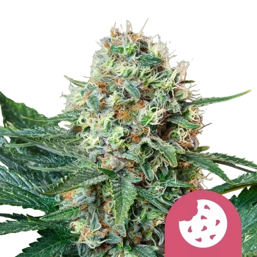 Royal Cookies | PHOTOFEM | Royal Queen Seeds