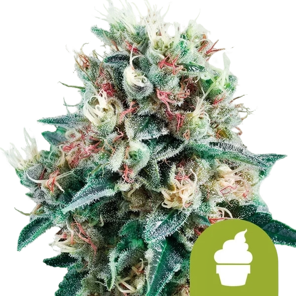 Royal Creamatic | AUTOFEM | Royal Queen Seeds