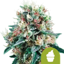 Royal Creamatic | AUTOFEM | Royal Queen Seeds