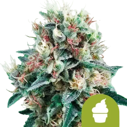 Royal Creamatic | AUTOFEM | Royal Queen Seeds