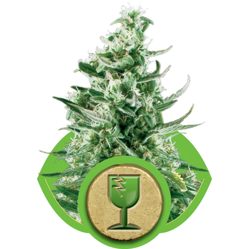 Royal Critical | AUTOFEM | Royal Queen Seeds