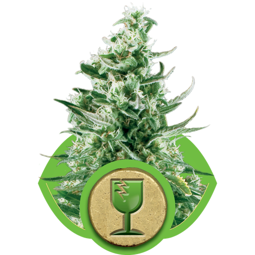 Royal Critical | AUTOFEM | Royal Queen Seeds