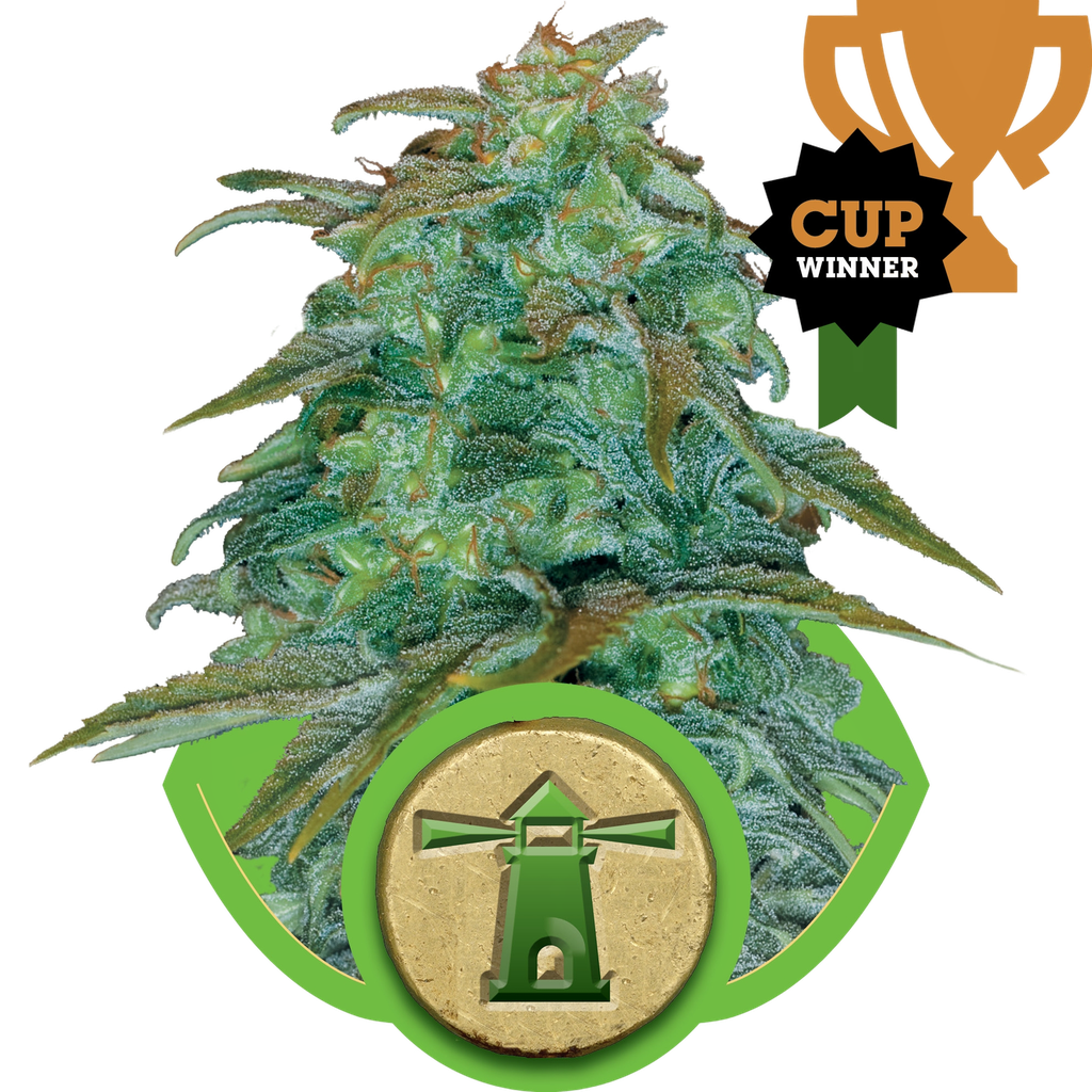 Royal Haze | AUTOFEM | Royal Queen Seeds