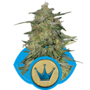 Royal Highness CBD | PHOTOFEM | Royal Queen Seeds