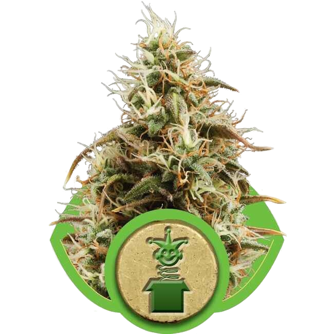 Royal Jack | AUTOFEM | Royal Queen Seeds