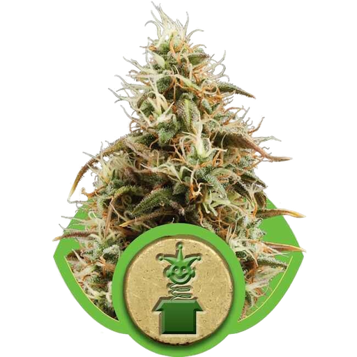 Royal Jack | AUTOFEM | Royal Queen Seeds