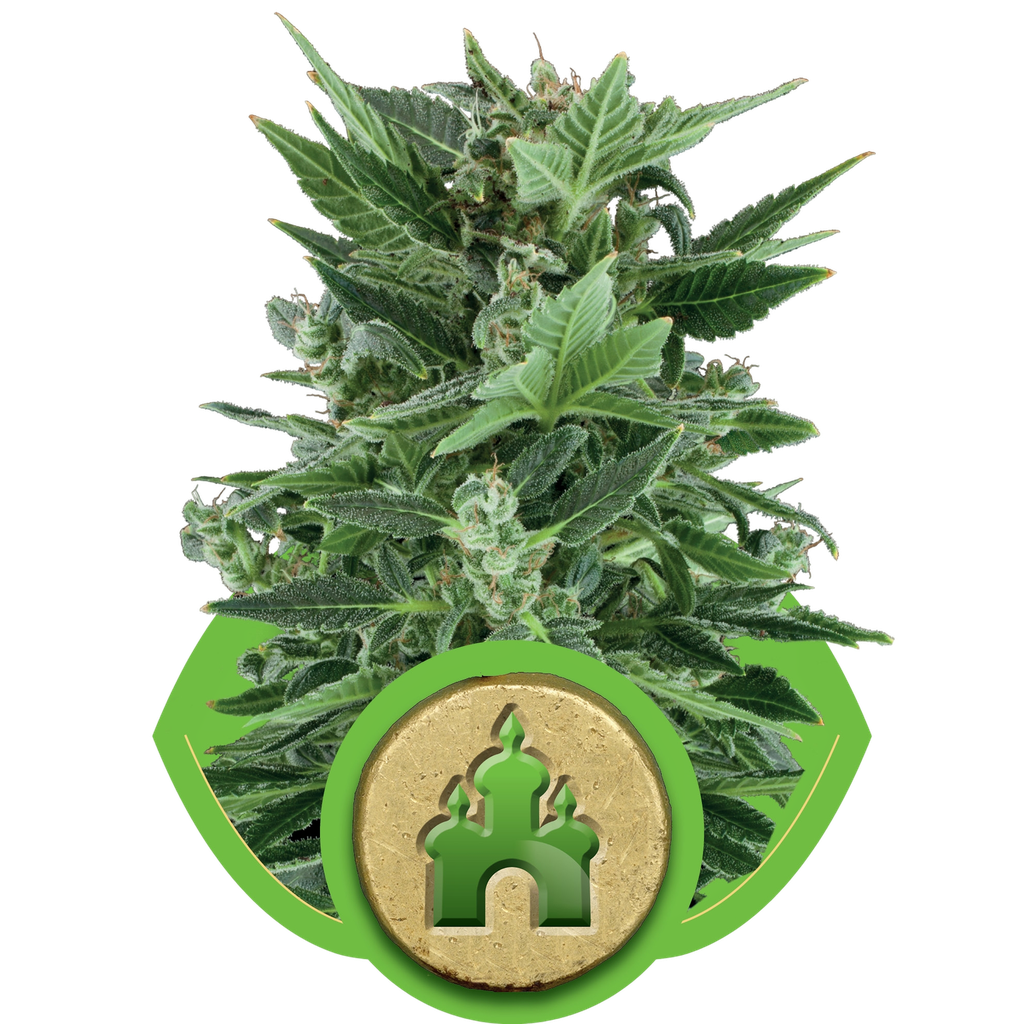 Royal Kush | AUTOFEM | Royal Queen Seeds