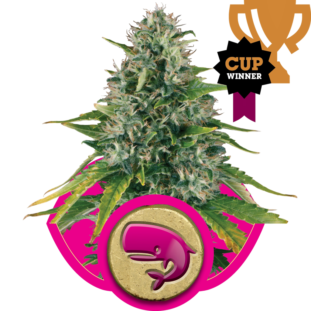 Royal Moby | PHOTOFEM | Royal Queen Seeds