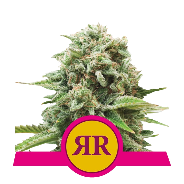 Royal Runtz | PHOTOFEM | Royal Queen Seeds