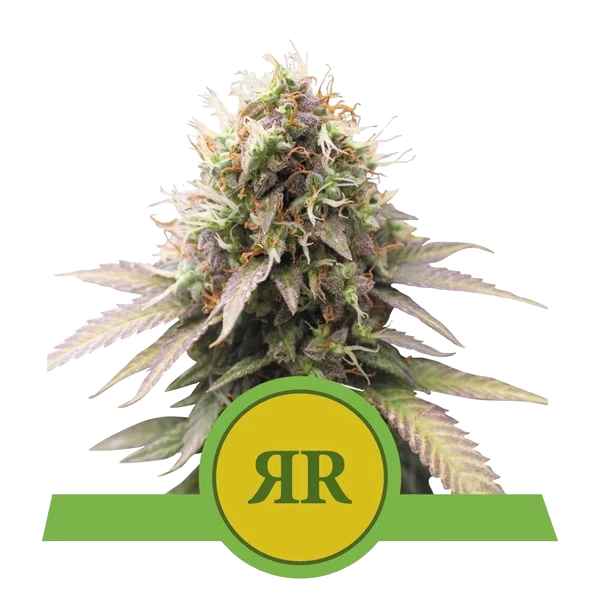 Royal Runtz | AUTOFEM | Royal Queen Seeds