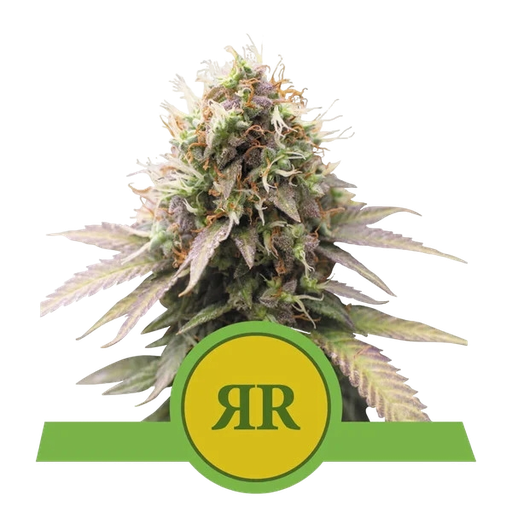 Royal Runtz | AUTOFEM | Royal Queen Seeds