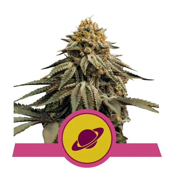Royal Skywalker | PHOTOFEM | Royal Queen Seeds