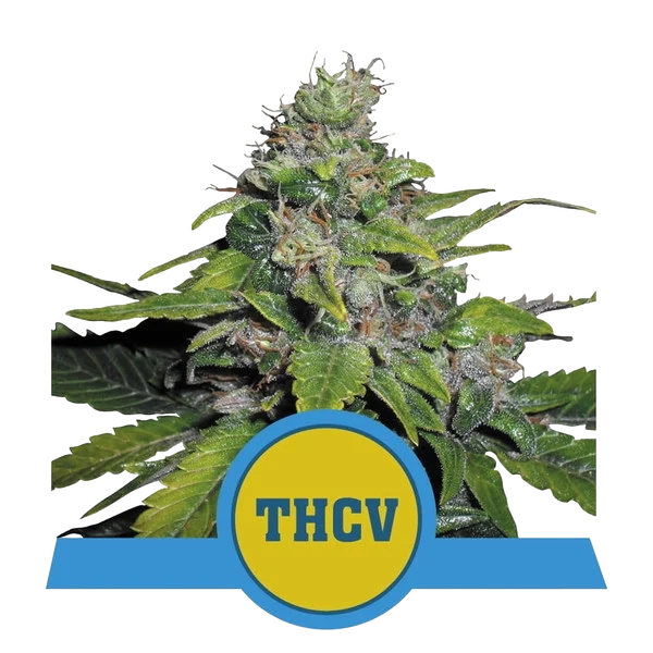 Royal THCV | PHOTOFEM | Royal Queen Seeds