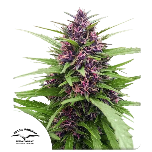 Shaman | PHOTOFEM | Dutch Passion