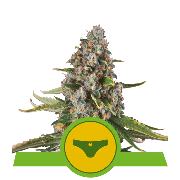 Sherbet Queen | AUTOFEM | Royal Queen Seeds