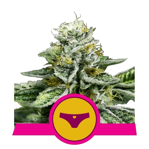 Sherbet Queen | PHOTOFEM | Royal Queen Seeds