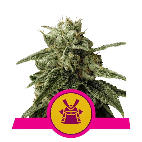 Shogun | PHOTOFEM | Royal Queen Seeds