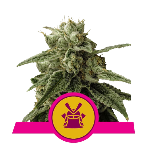 Shogun | PHOTOFEM | Royal Queen Seeds