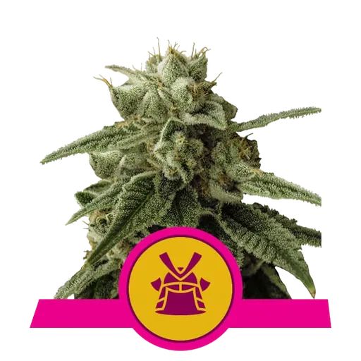 Shogun | PHOTOFEM | Royal Queen Seeds