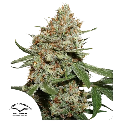 Skunk #11 | PHOTOFEM | Dutch Passion