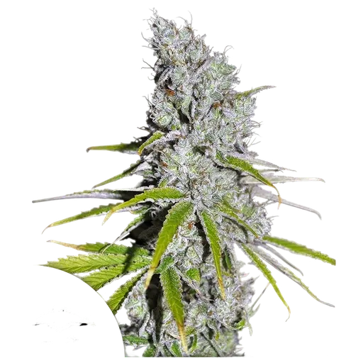 Skunk Haze CBD | PHOTOFEM | Dutch Passion