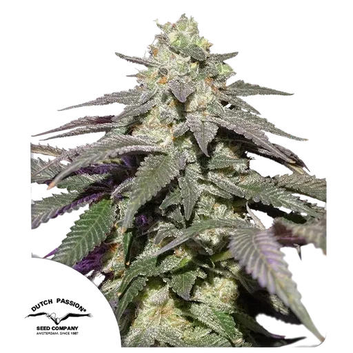 Skywalker Haze Auto | AUTOFEM | Dutch Passion