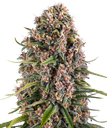 Blue Cheese | PHOTOFEM | Barneys Farm