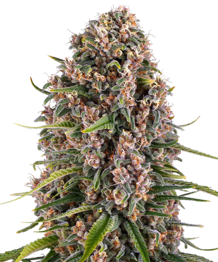 Blue Cheese | PHOTOFEM | Barneys Farm