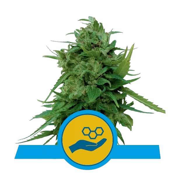 Solomatic CBD | AUTOFEM | Royal Queen Seeds