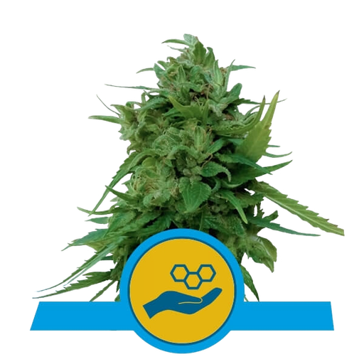 Solomatic CBD | AUTOFEM | Royal Queen Seeds