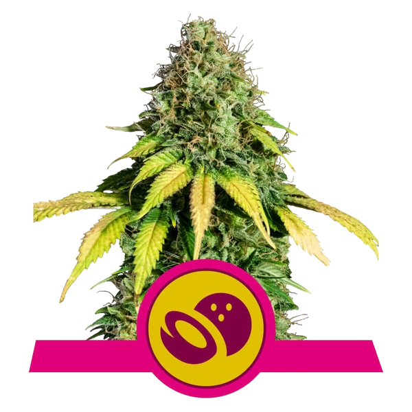 Somango XL | PHOTOFEM | Royal Queen Seeds